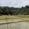 Petani Gunakan Benih Umur Pendek