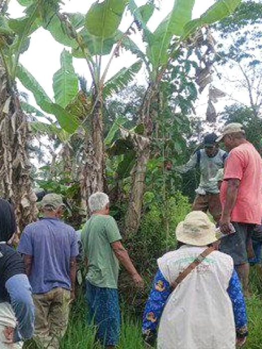 Petani Jeruklegi Pakai Teknik Pengendalian
