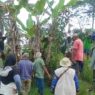 Petani Jeruklegi Pakai Teknik Pengendalian