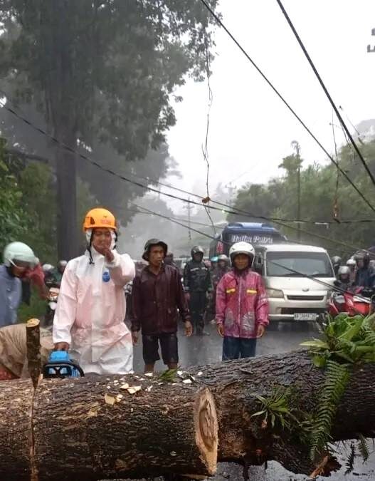 Pohon Tumbang Lumpuhkan Jalur Wonosobo–Purworejo