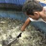 Potensi Lele Terserap MBG Hingga 30 Ton Perbulan