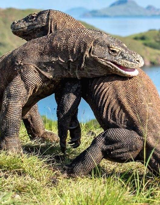 Pulau komodo