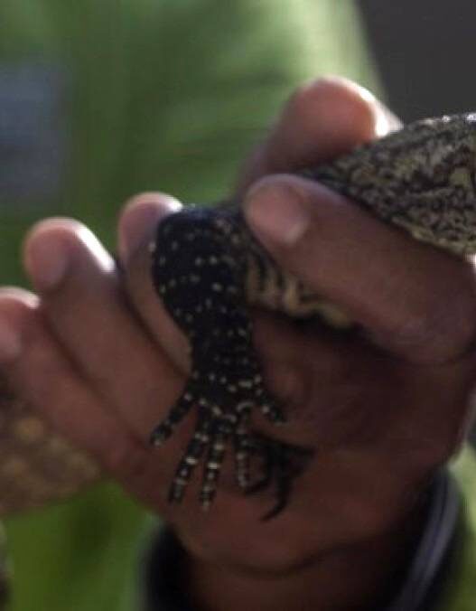 Sindikat Perdagangan Satwa Dilindungi Terbongkar