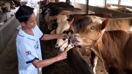 Stok Sapi Menipis dan Harga Meningkat
