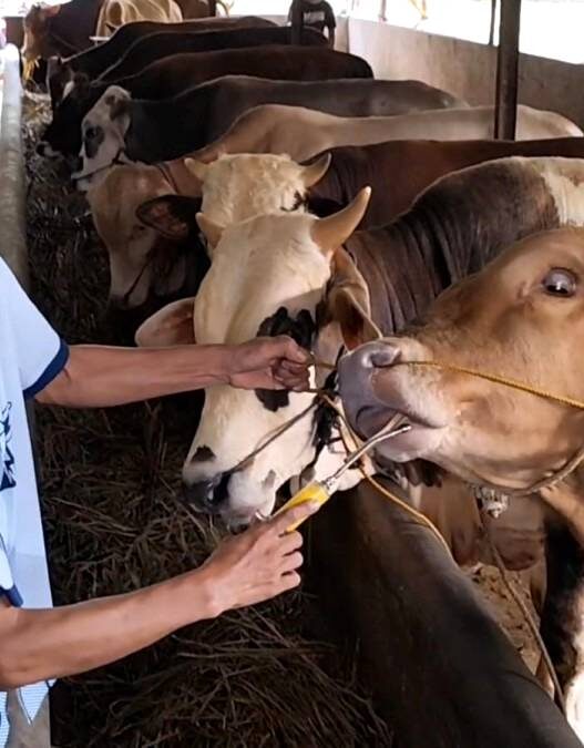 Stok Sapi Menipis dan Harga Meningkat