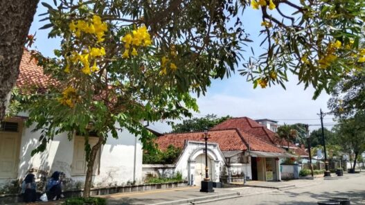 Tabebuya Mekar Percantik Kota Lama