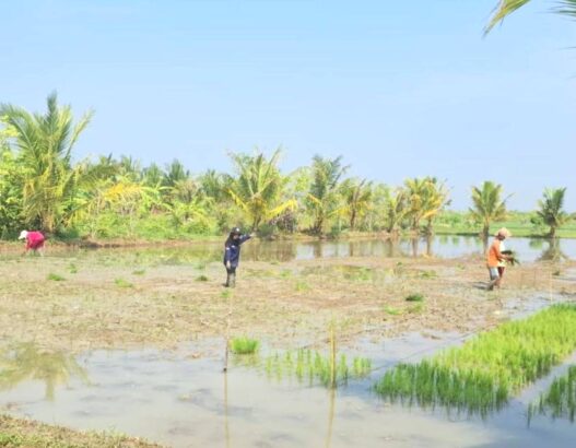 Tanam Padi di Kampung Laut Libatkan Anak Muda