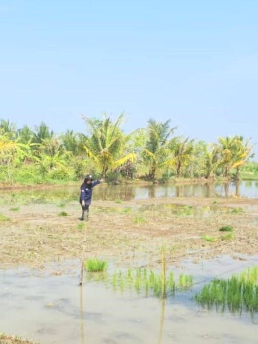 Tanam Padi di Kampung Laut Libatkan Anak Muda