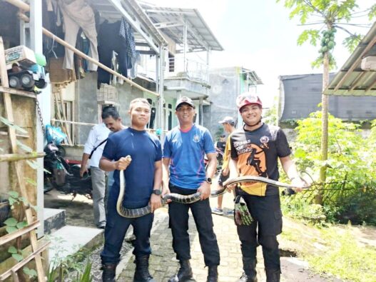 Ular 3 Meter Masuk Rumah Warga