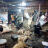204 Kambing Dam Haji Disembelih Bertahap