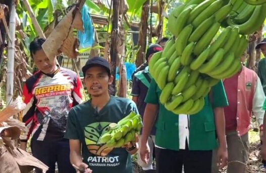 Ansor Panen Cavendish, Dorong Ekonomi Kader