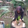 Bibit Genjah Entog Jadi Primadona