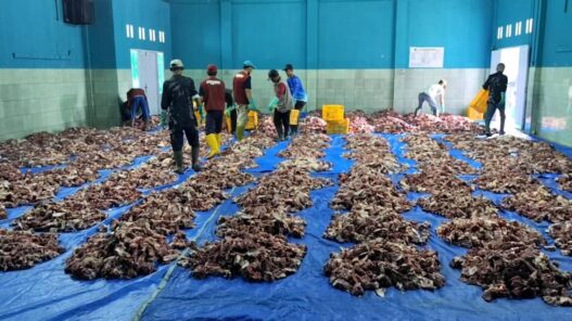 Daging Kurban Melimpah, Disebar ke Berbagai Daerah