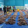 Daging Kurban Melimpah, Disebar ke Berbagai Daerah