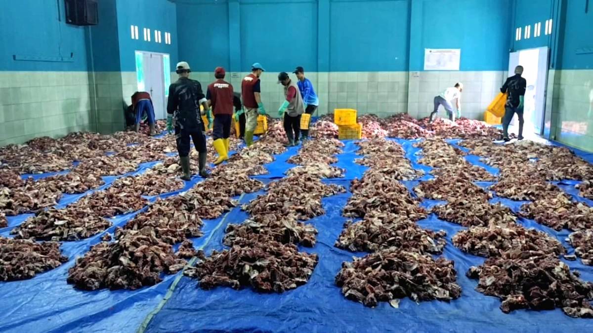 Daging Kurban Melimpah, Disebar ke Berbagai Daerah