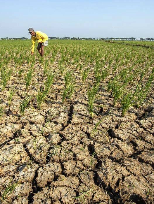 Dampak El Nino di Indonesia Versi BRIN