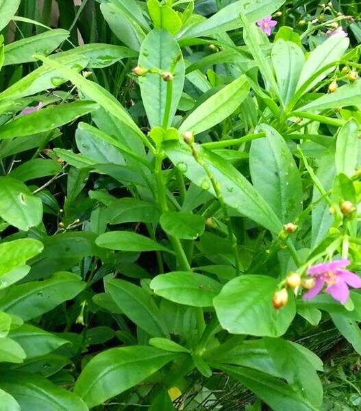 Daun ginseng jawa