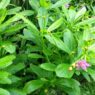 Daun ginseng jawa