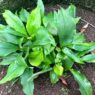Daun kencur