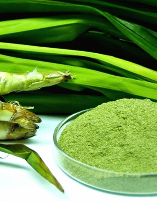 Daun pandan