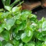 Daun sirih cina