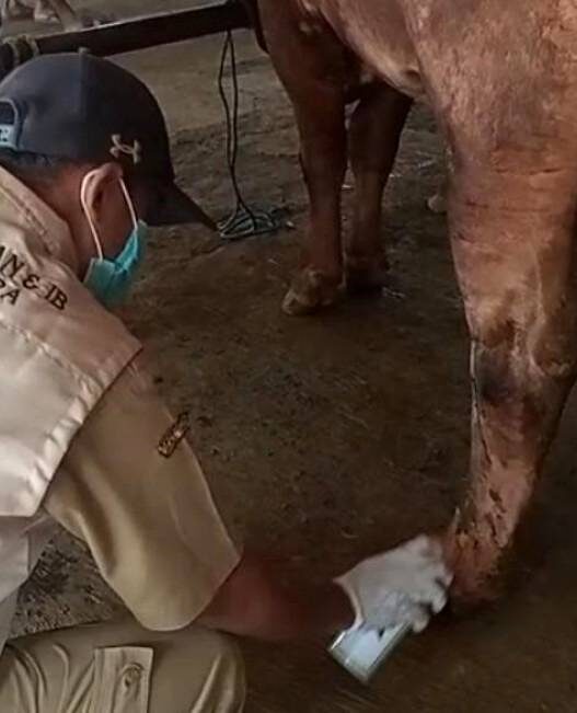 Distankan Temukan Sapi Kurban Belum Cukup Umur
