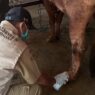 Distankan Temukan Sapi Kurban Belum Cukup Umur