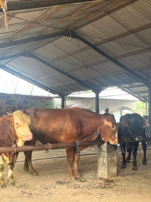 Harga Sapi Tembus Rp60 Juta