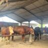 Harga Sapi Tembus Rp60 Juta