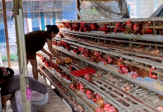 Harga Telur Turun ke Rp 23 Ribu