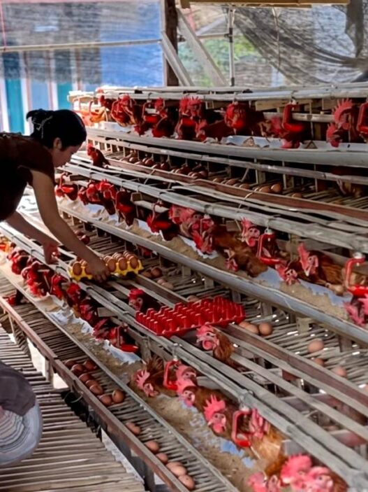 Harga Telur Turun ke Rp 23 Ribu