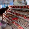 Harga Telur Turun ke Rp 23 Ribu