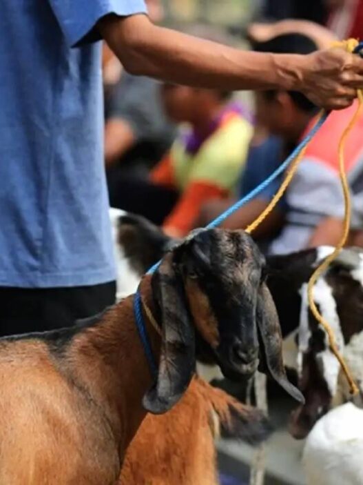 Hewan qurban
