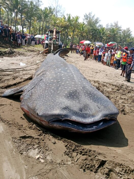 Hiu Tutul 3 Ton Terdampar di Pantai Cilacap