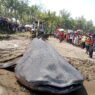Hiu Tutul 3 Ton Terdampar di Pantai Cilacap