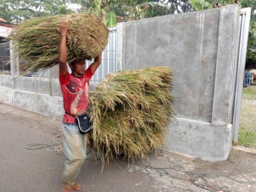 Idul Adha, Berkah Bagi Penjual Pakan Ternak
