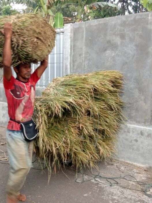 Idul Adha, Berkah Bagi Penjual Pakan Ternak