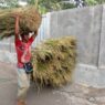 Idul Adha, Berkah Bagi Penjual Pakan Ternak