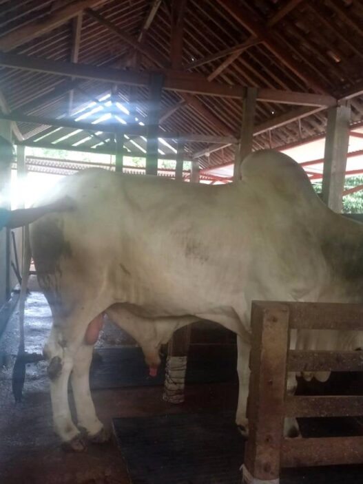 Jadi Incaran Hingga Luar Daerah