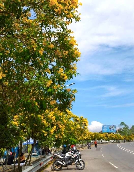 Jalan Bung Karno Dipenuhi Bunga Tecoma