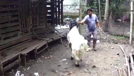 Jelang Idul Adha, Pesanan Kambing Tembus Luar Kota