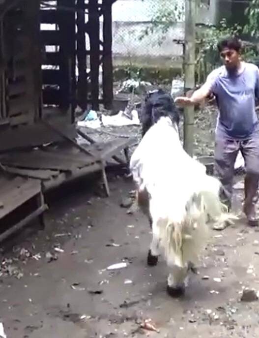 Jelang Idul Adha, Pesanan Kambing Tembus Luar Kota