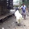 Jelang Idul Adha, Pesanan Kambing Tembus Luar Kota