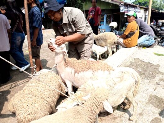 Kambing dan Sapi Kurban Mulai Diperiksa