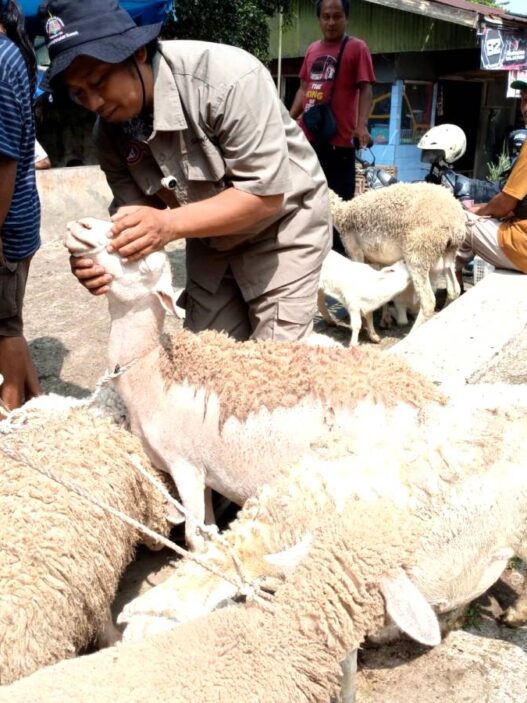 Kambing dan Sapi Kurban Mulai Diperiksa