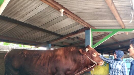 Memulai dari Empat Ekor Sapi Tujuh Tahun Lalu