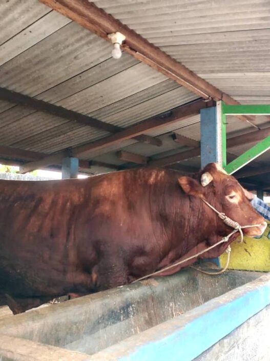 Memulai dari Empat Ekor Sapi Tujuh Tahun Lalu