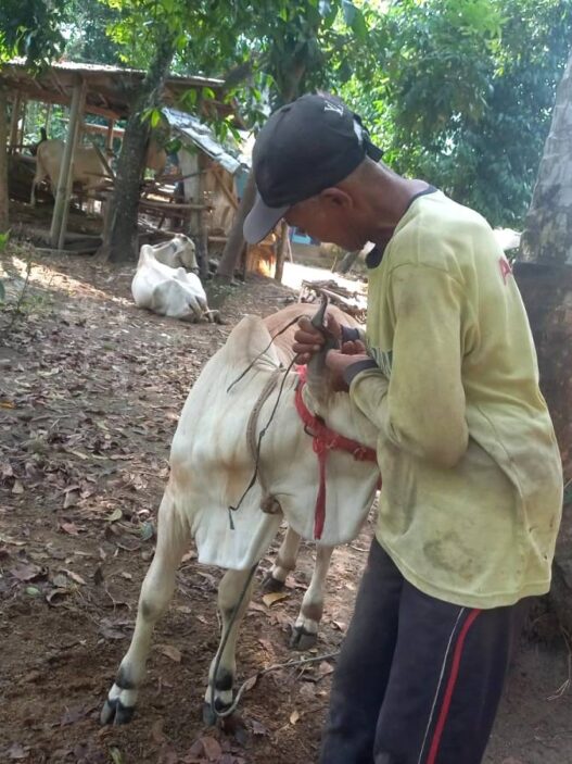 Mengulik Geliat Budidaya Sapi PO Kebumen