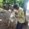 Mengulik Geliat Budidaya Sapi PO Kebumen