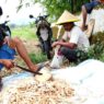 Pasar Bebek Lesu, Biaya Pakan Membengkak